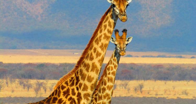 El mejor safari de 10 días a los 5 Grandes del Masai Mara con un coste razonable para 2024, 2025 y 2026. - Africa Natural Tours 6