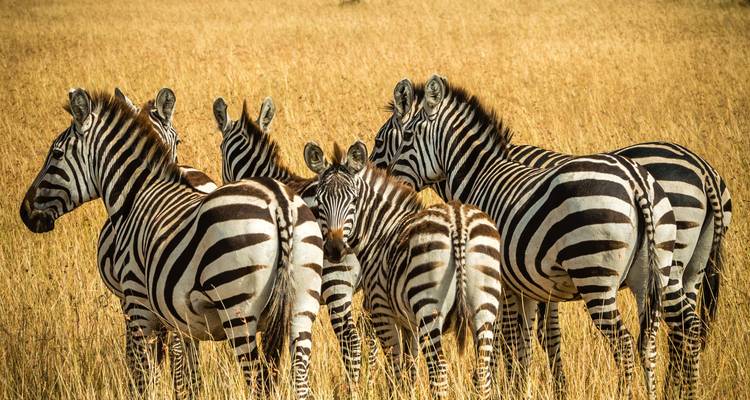 El mejor safari de 10 días a los 5 Grandes del Masai Mara con un coste razonable para 2024, 2025 y 2026. - Africa Natural Tours 7