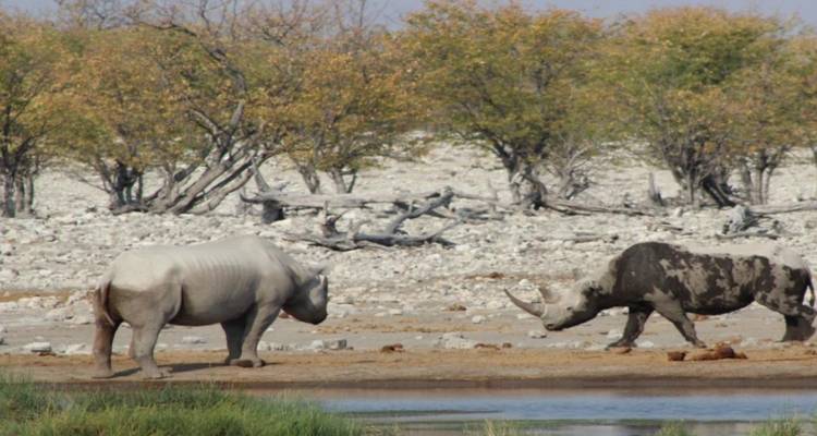 Dos rinocerontes parados cerca de un abrevadero en un paisaje seco.