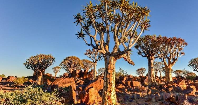 The text you provided is already in Spanish! However, I notice there might be some confusion. Let me help clarify:

If you meant to translate FROM Spanish TO English, it would be:
"Quiver trees in a dry, rocky landscape with yellow-orange light."

But the text "Quiver trees in a dry, rocky landscape with yellow-orange light" is already in English.

If you want this English text translated TO Spanish, it would be:
"Árboles carcaj en un paisaje seco y rocoso con luz amarillo-anaranjada."

Could yo
