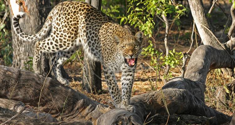 Safari de 10 jours au Serengeti - 2024-2025. - Africa Natural Tours 5