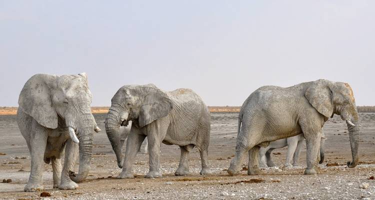 Safari de 10 jours au Serengeti - 2024-2025. - Africa Natural Tours 10