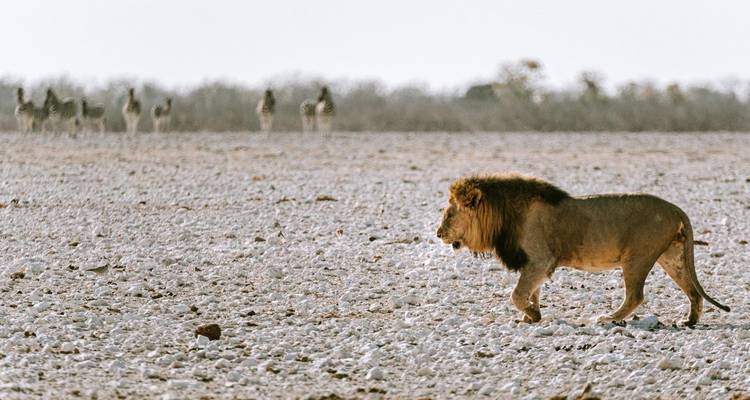 Safari camping de 6 jours à Etosha, Himba et Skeleton Coast - Chameleon Safaris Namibia 9