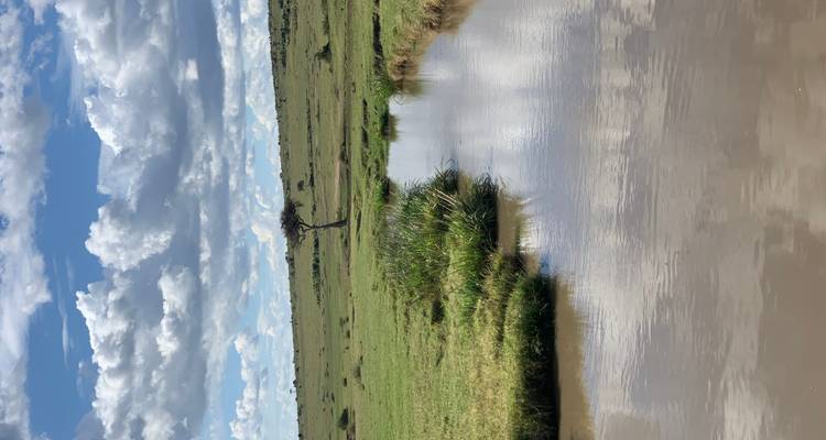 Landschap met een boom en een waterlichaam