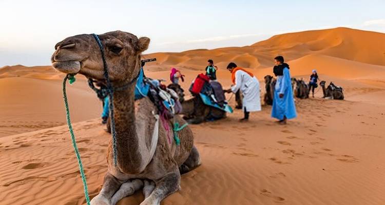 Kameel knielt op de voorgrond van de Sahara terwijl reizigers zich voorbereiden op een woestijntocht bij zonsopgang.