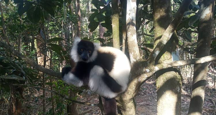 Rencontres Indri - Travelia Safari 2