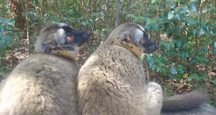 Rencontres Indri - Travelia Safari 9