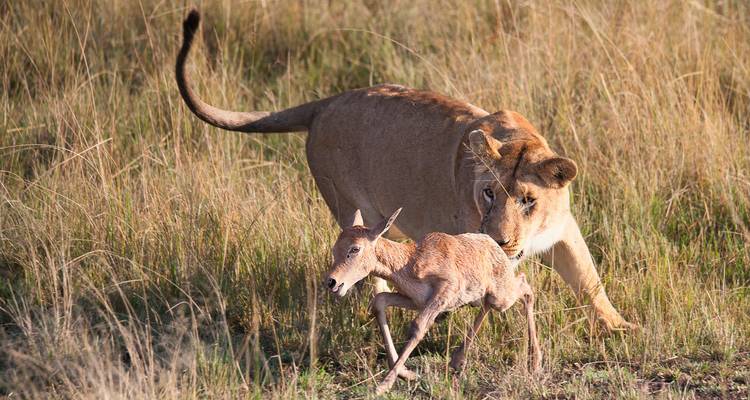 Safari de 6 días con los 5 grandes en Selous y Ruaha - Afrishare Trekking And Safaris 4