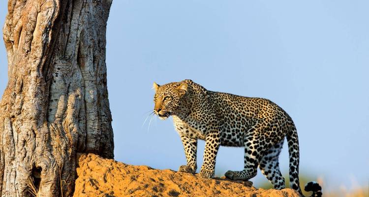 Safari de 6 días con los 5 grandes en Selous y Ruaha - Afrishare Trekking And Safaris 3