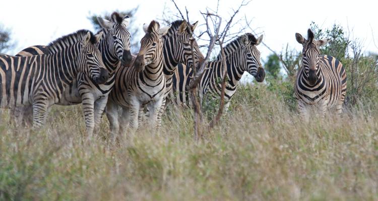 Join Our Most Beautiful and Most-Famous 3-Day Masai Mara Safari with Best Guarantee Price. - Africa Natural Tours 3