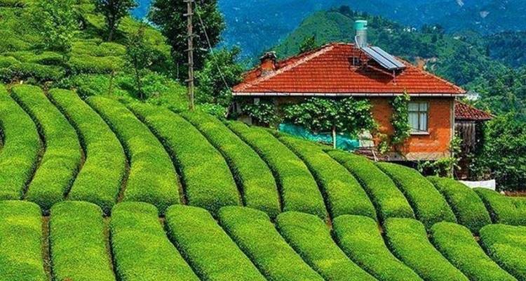 Circuit privé sur le plateau de la Mer Noire - 4 nuits/5 jours - Rize Artvin - Holitera Turizm  7