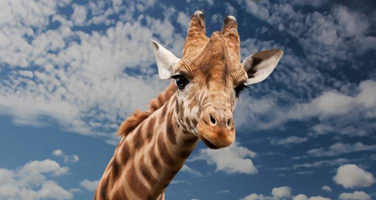 Safari especial migración de 5 días - Afrishare Trekking And Safaris 2