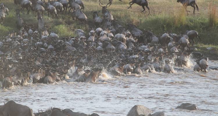 Safari especial migración de 5 días - Afrishare Trekking And Safaris 3