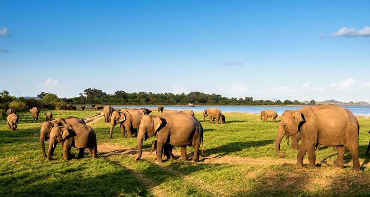 Días memorables en Sri Lanka - 08 días / 07 noches - Explore Vacations PVT Ltd 2