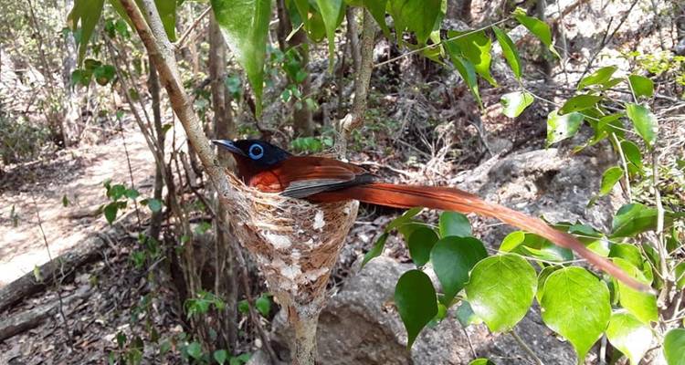 Observación de aves en la selva tropical - Travelia Safari 1