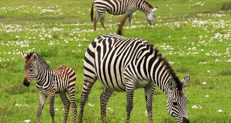Aventura por Tanzania - Safari de aventura de 3 días - theKili-Guides 6