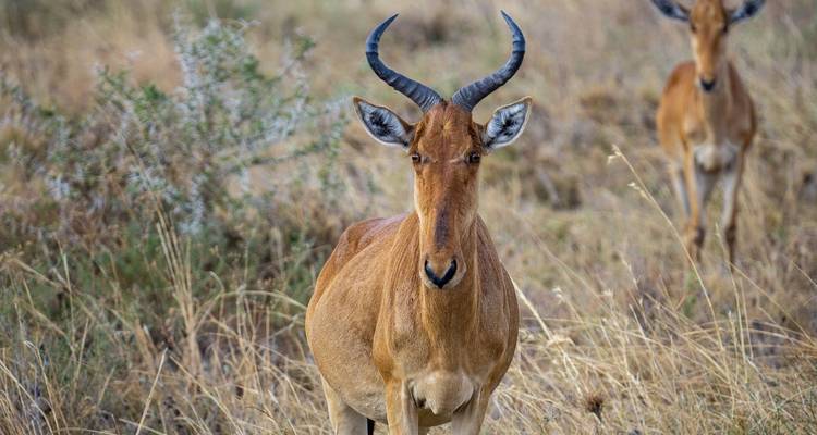 Aventura por Tanzania - Safari de aventura de 3 días - theKili-Guides 3