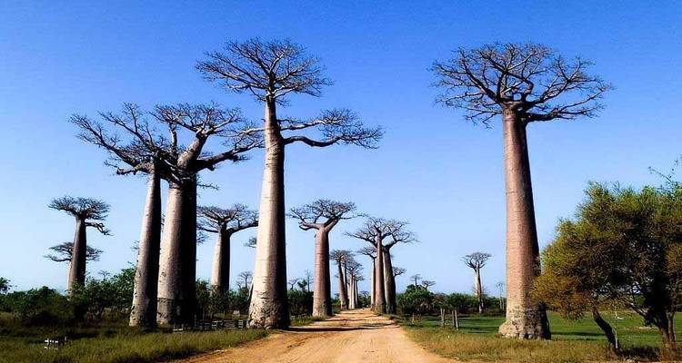 Excursion sur la rivière Tsiribihina - Travelia Safari 3