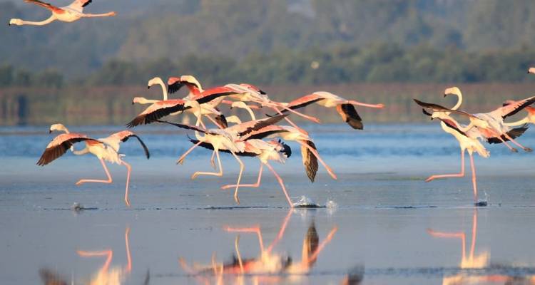 Oiseaux de feuillus secs - Travelia Safari 7