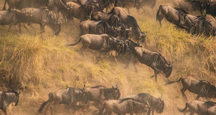 Safari de 6 días por la migración de ñus del Serengeti - explora los principales parques del norte de Tanzania - Africa Natural Tours 2