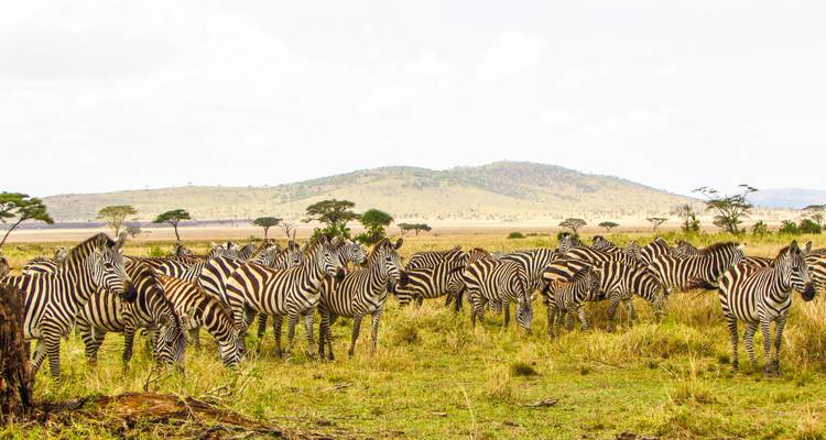 Safari de 6 días por la migración de ñus del Serengeti - explora los principales parques del norte de Tanzania - Africa Natural Tours 3