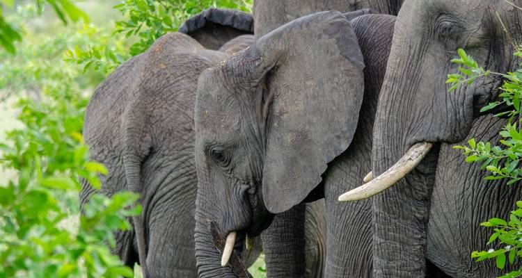 Best 4 days Masai Mara safari from Nairobi with reasonable price. - Africa Natural Tours 6