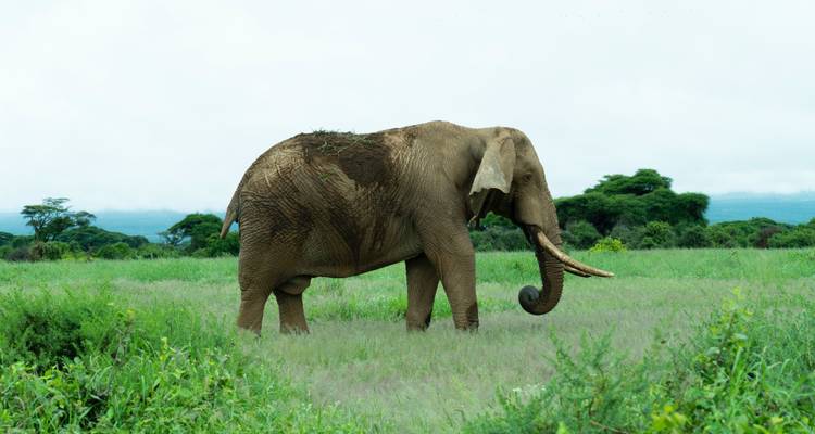 Best 4 days Masai Mara safari from Nairobi with reasonable price. - Africa Natural Tours 8