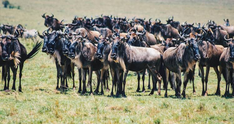 Best 4 days Masai Mara safari from Nairobi with reasonable price. - Africa Natural Tours 9