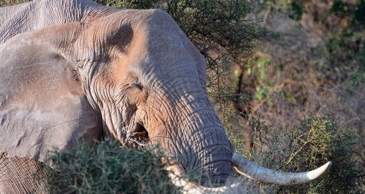 Best 4 days Masai Mara safari from Nairobi with reasonable price. - Africa Natural Tours 10