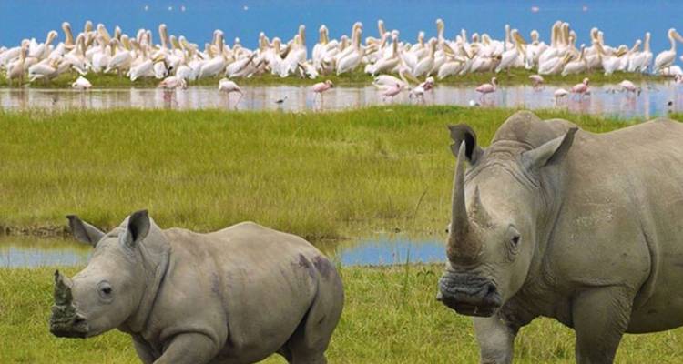 Excursión de un día al Lago Nakuru desde Nairobi 200 $ - Smile view Kenya tours and travel 4