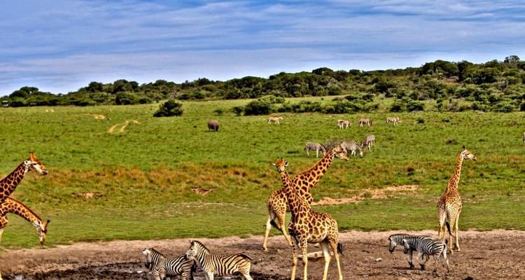 Excursión de un día al Lago Nakuru desde Nairobi 200 $ - Smile view Kenya tours and travel 8