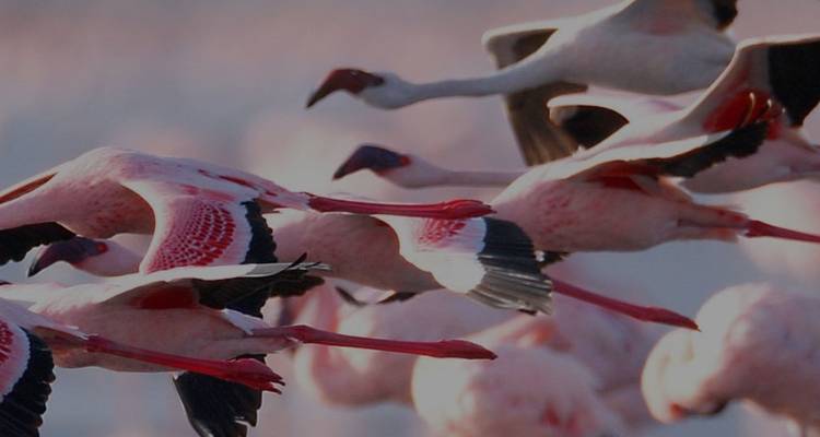 Excursión de un día al Lago Nakuru desde Nairobi 200 $ - Smile view Kenya tours and travel 9