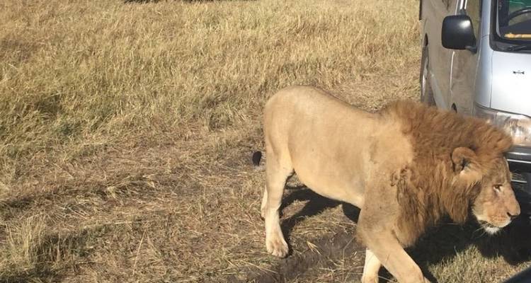 Excursión de un día al Lago Nakuru desde Nairobi 200 $ - Smile view Kenya tours and travel 10
