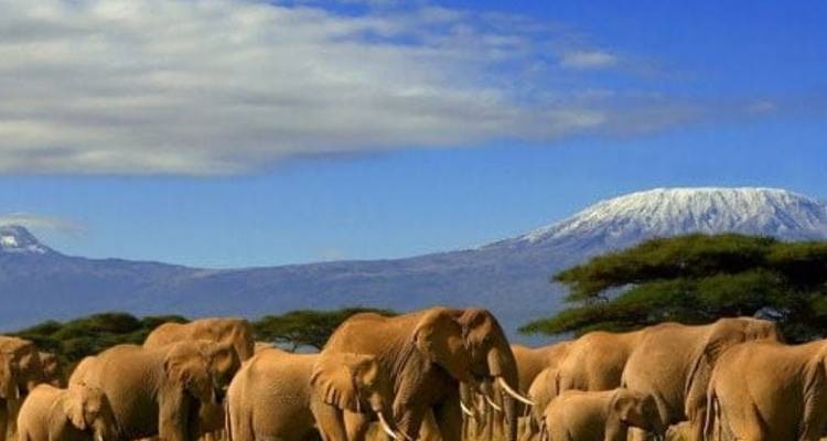 Excursion d'une journée à Amboseli - Obtenez jusqu'à 30 % de réduction - Smile view Kenya tours and travel 3