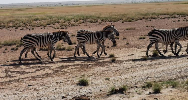 Excursion d'une journée à Amboseli - Obtenez jusqu'à 30 % de réduction - Smile view Kenya tours and travel 9