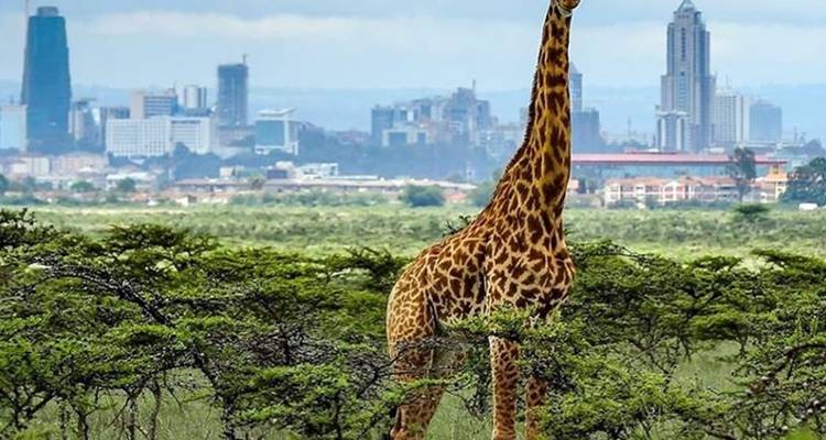 Excursions à Nairobi : Excursion d'une demi-journée dans le parc national de Nairobi - Smile view Kenya tours and travel 8