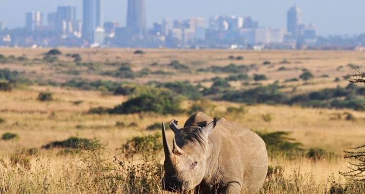Excursions à Nairobi : Excursion d'une demi-journée dans le parc national de Nairobi - Smile view Kenya tours and travel 10