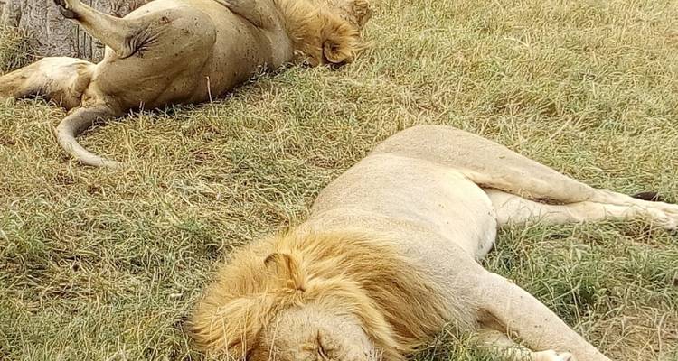 2-Day Amboseli Private Safari from $300 - Smile view Kenya tours and travel 4