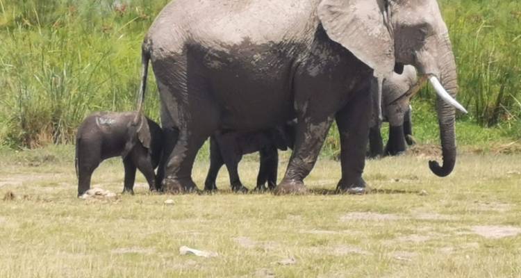 2-Day Amboseli Private Safari from $300 - Smile view Kenya tours and travel 6