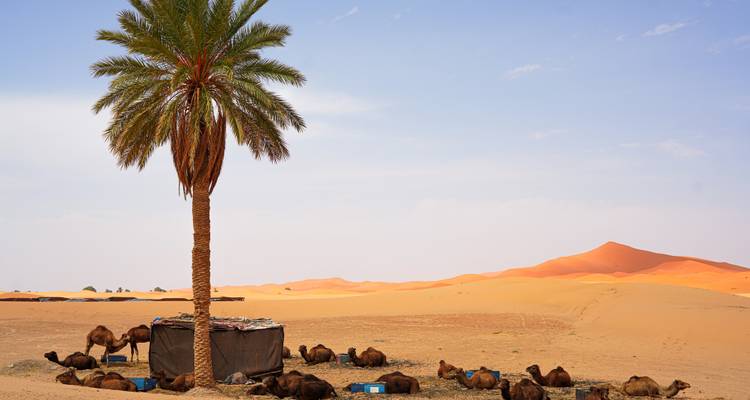 Una palmera da sombra a un grupo de camellos que descansan junto a un campamento improvisado en medio de vastas dunas naranjas.