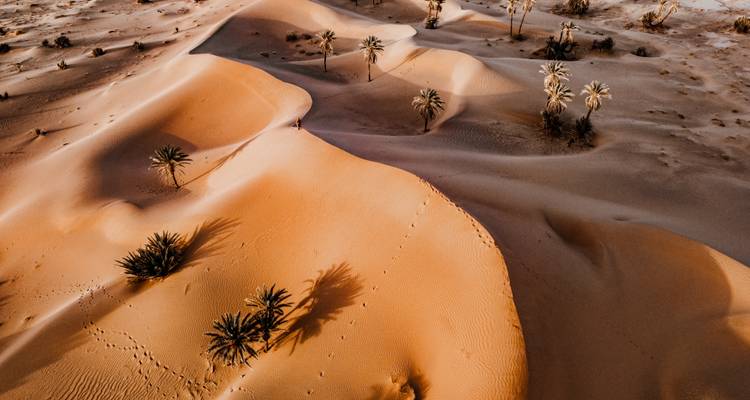Perspectiva aérea de dunas naranjas suaves salpicadas de algunas palmeras que proyectan sombras largas.