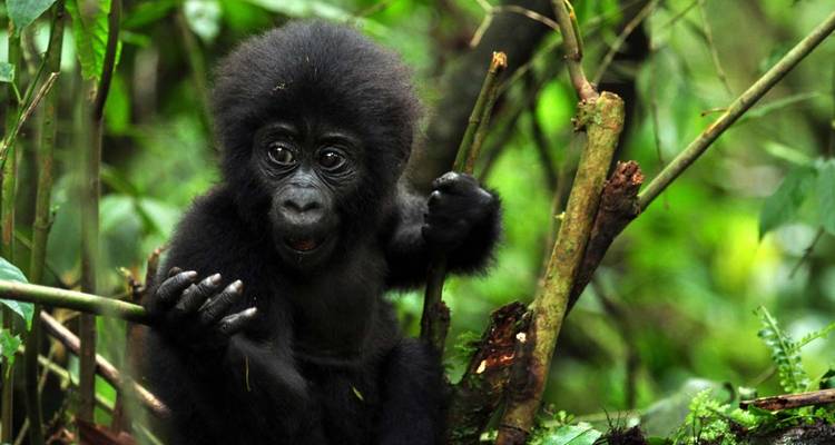 13 Days Kenya Rwanda Safari Holiday - Ovacado Adventures 4