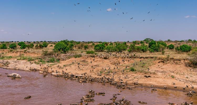 Safari de 5 días por el Masai Mara en migración de ñus - visita los parques más bellos y extraordinarios; el Masai Mara y el lago Nakuru a un precio asequible - Africa Natural Tours 4