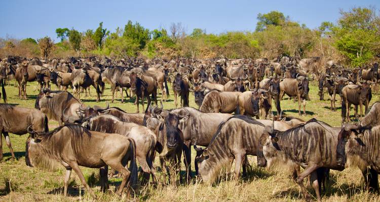 Safari de 5 días por el Masai Mara en migración de ñus - visita los parques más bellos y extraordinarios; el Masai Mara y el lago Nakuru a un precio asequible - Africa Natural Tours 7