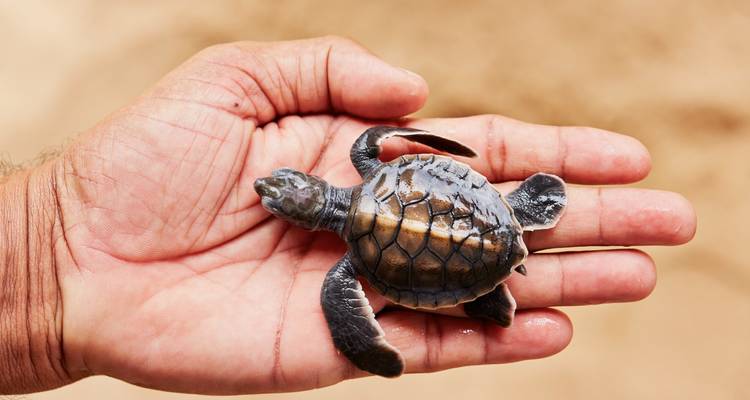 Bien- être et retraite au Sri Lanka - SkyHaven Tours 2