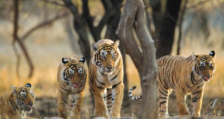 Groep tijgers die door droog gras lopen in een bosomgeving.