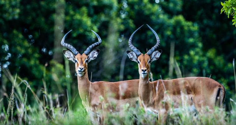Witness the Majestic Masai Mara Wildebeest Migration Safari in 7 Days. - Africa Natural Tours 9