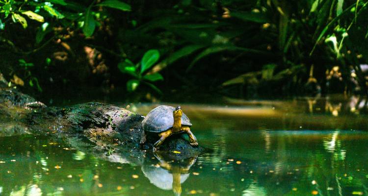 Ida y vuelta y natación Costa Rica (incl. vuelo) (6 destinos) - Bavaria Fernreisen 3