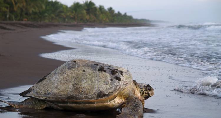 Une tortue sur une plage tranquille avec de douces vagues qui viennent s'échouer sur le rivage.