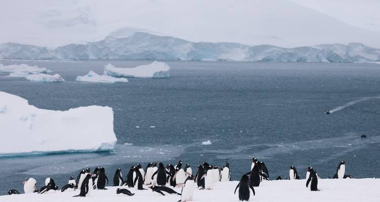 L'expédition de Shackleton aux Malouines, en Géorgie du Sud et en Antarctique - Ocean Endeavour - Intrepid Travel 2
